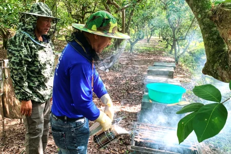 Trải nghiệm thu hoạch mật ong cồn Sơn